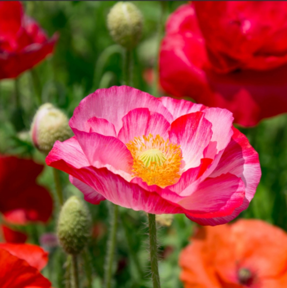 Meet your Posher, Poppy